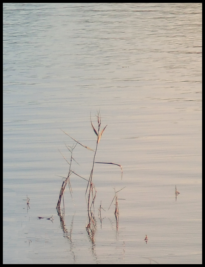 Reeds at sunset