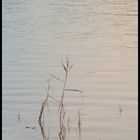 Reeds at sunset