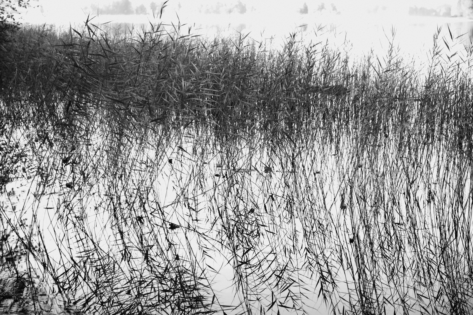 Reeds at the edge of the lake