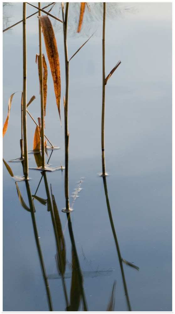 Reeds