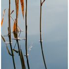 Reeds