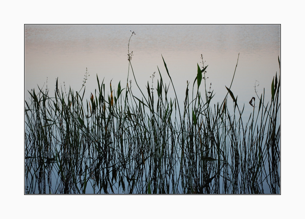 Reeds