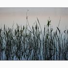 Reeds