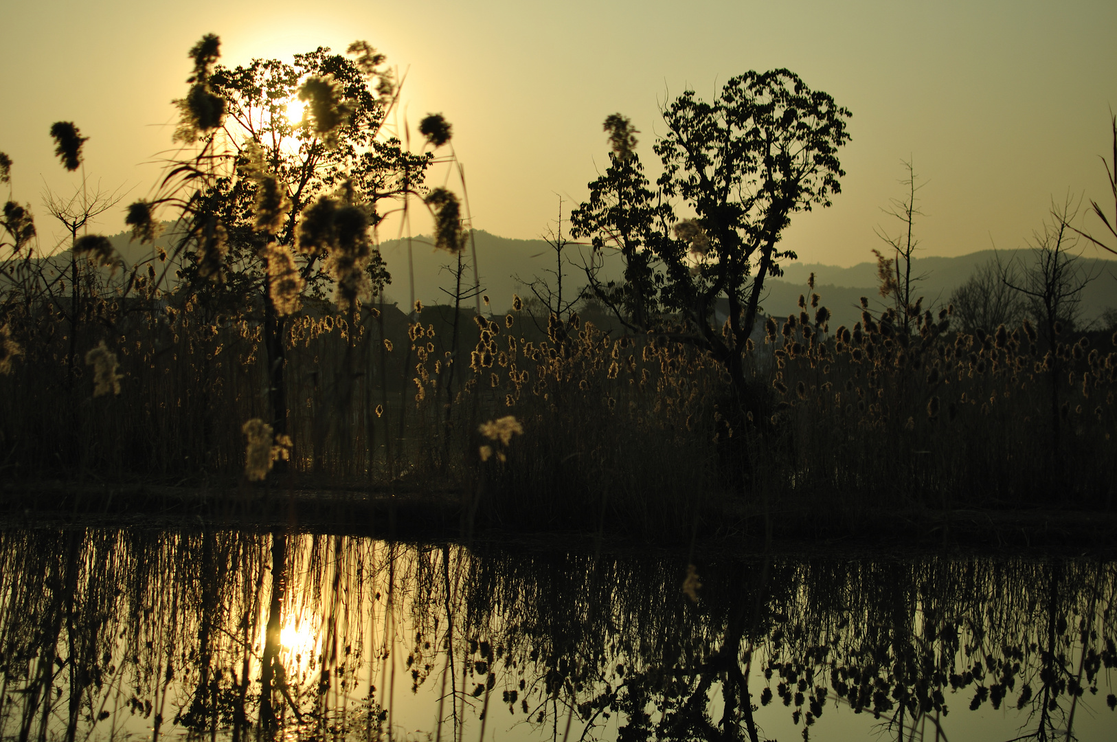 Reeds in Twilight