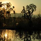 Reeds in Twilight