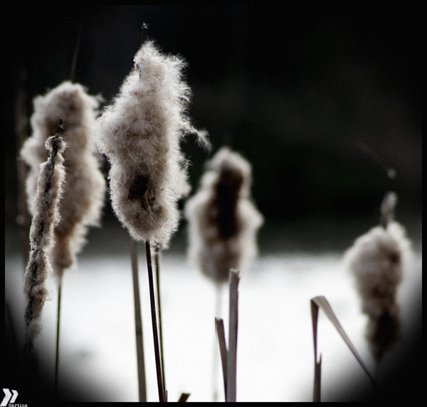 reeds swayed by the wind