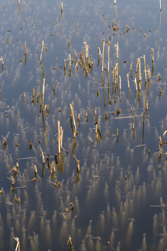 Reedy stubble is under the water