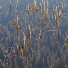 Reedy stubble is under the water