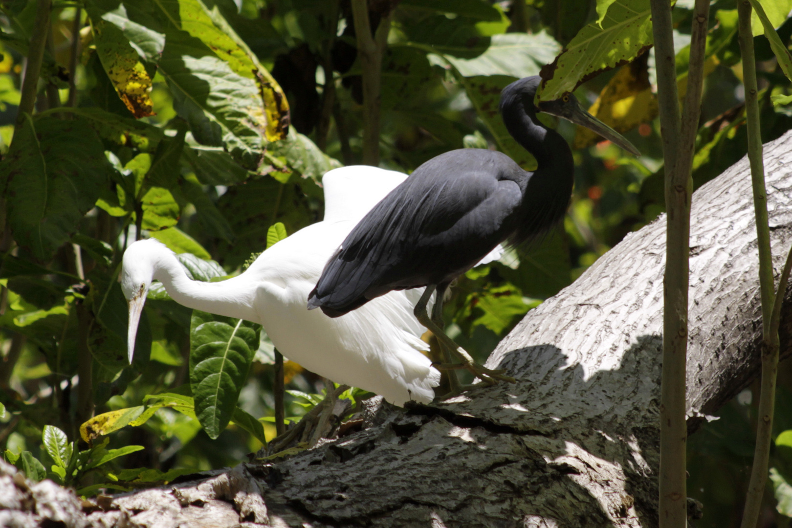 reef herons