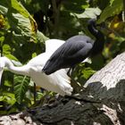 reef herons