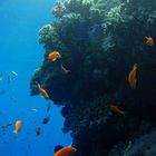 Reef in Taba near Hilton hotel