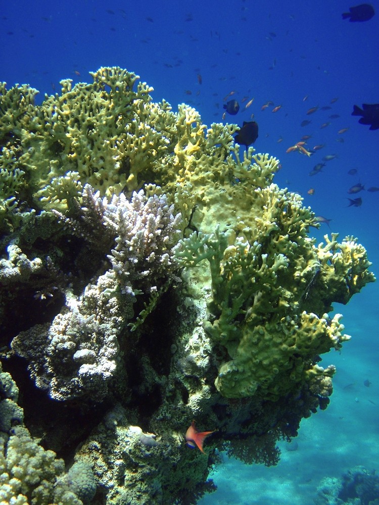 Reef in Taba near Hilton hotel2