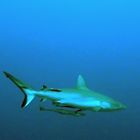 Reef shark at the coral reef