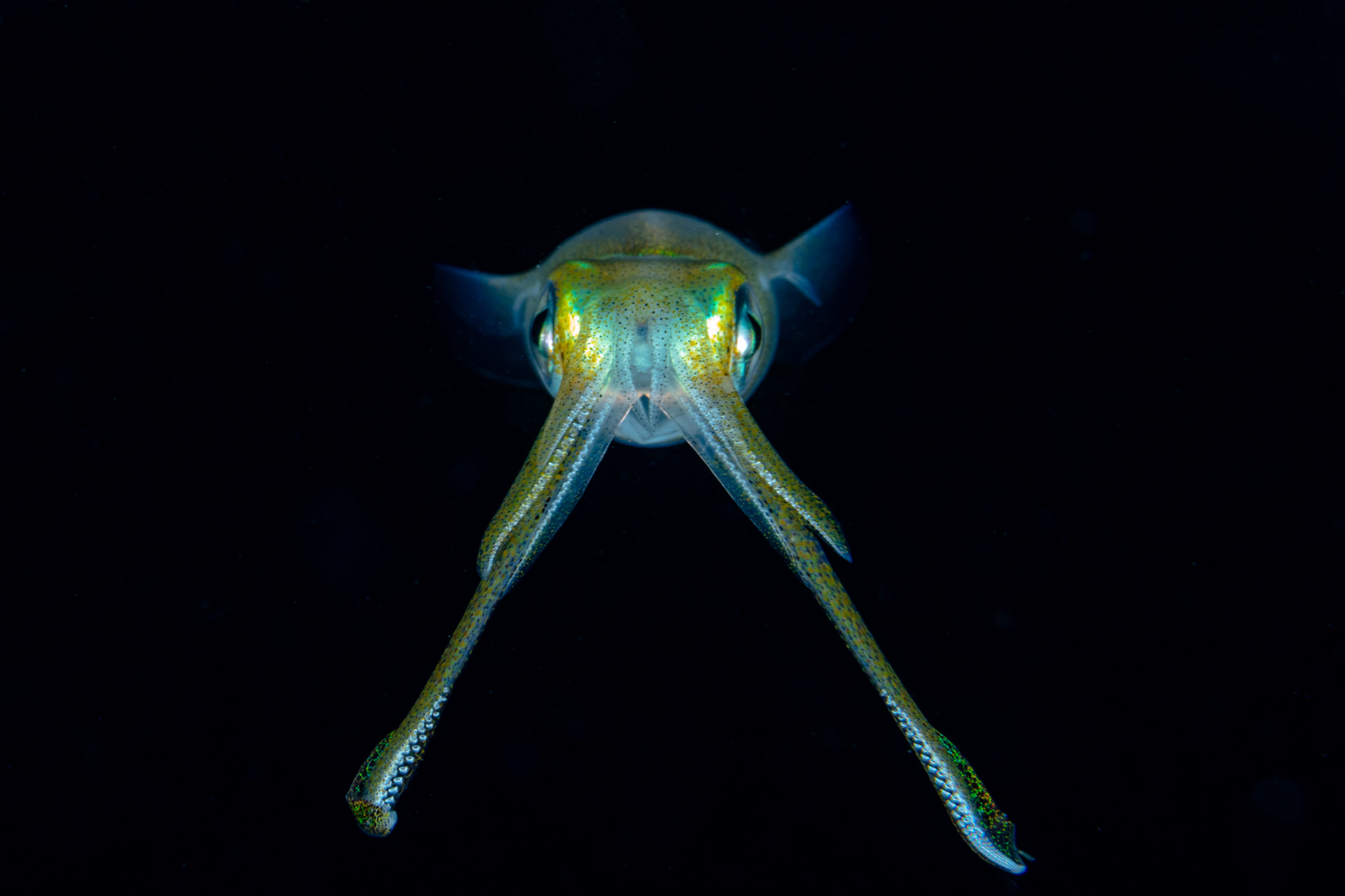 reef squid