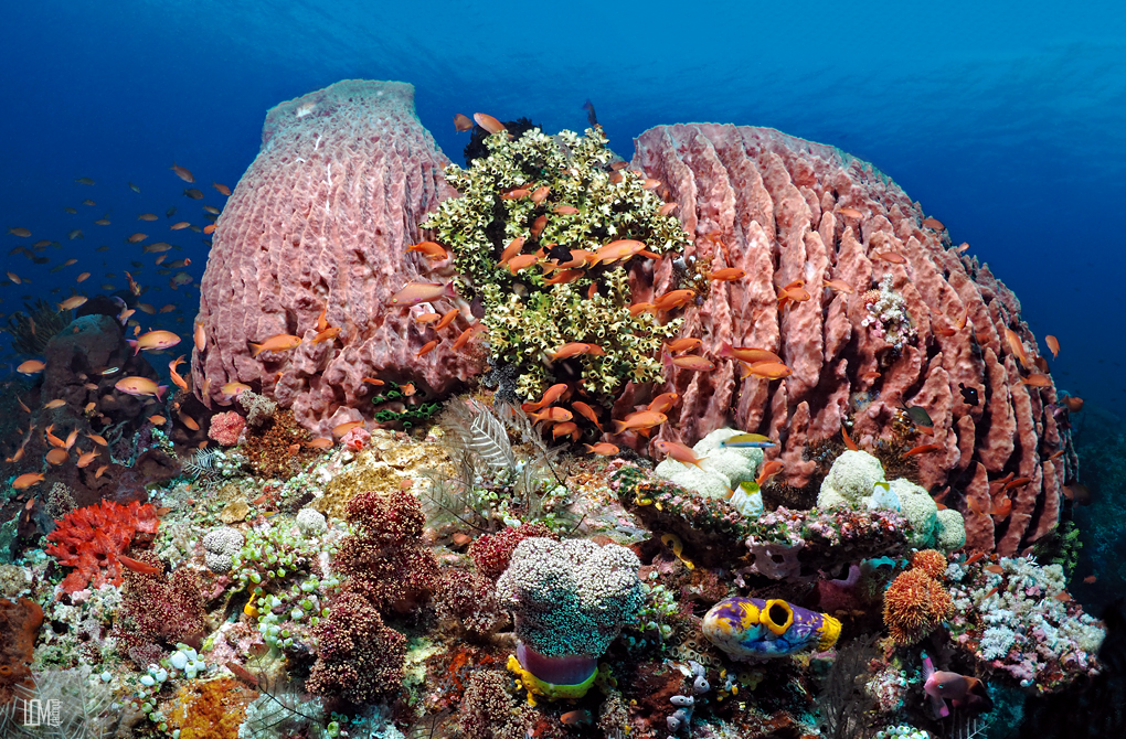 reefs of komodo 2