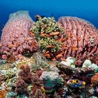 reefs of komodo 2