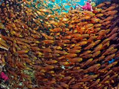 reefs of komodo