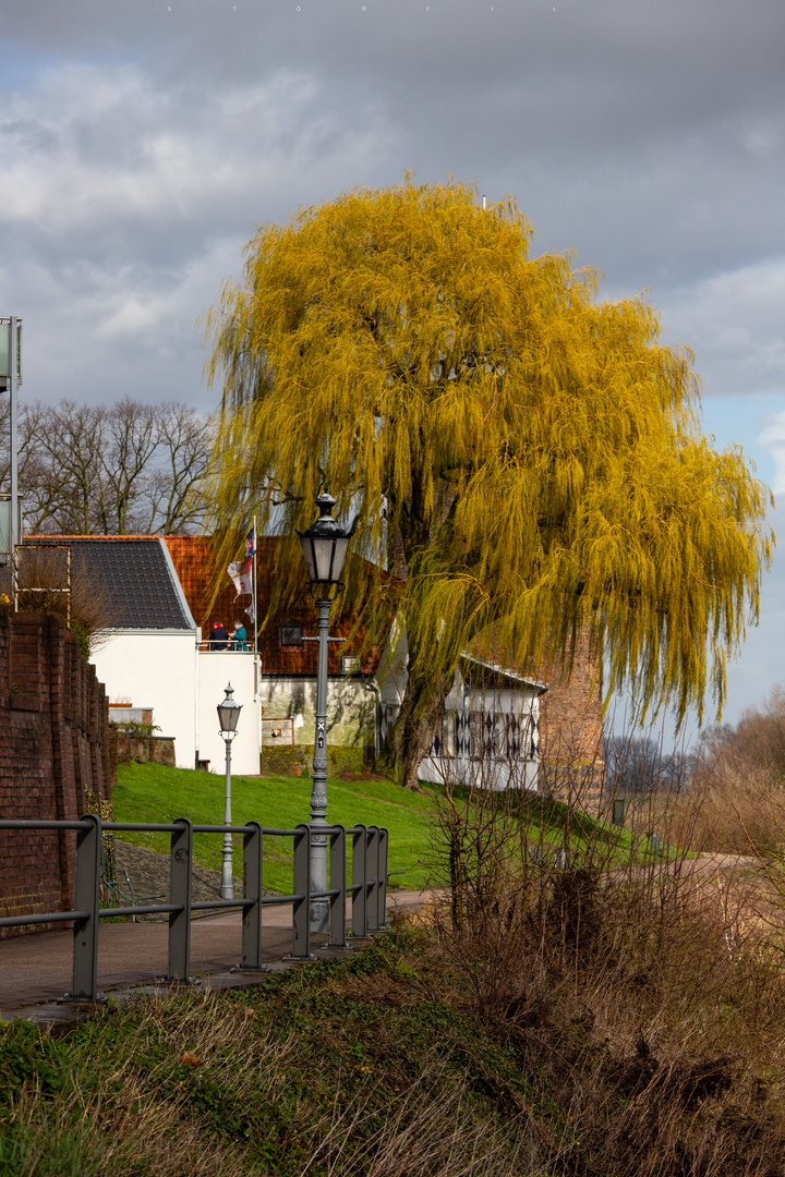 Rees am Rhein