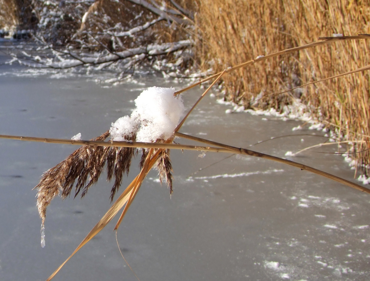 Reet am Weiher