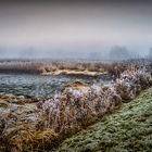 Reet / Schilfrohr bei Nebel am Wümme-Ufer