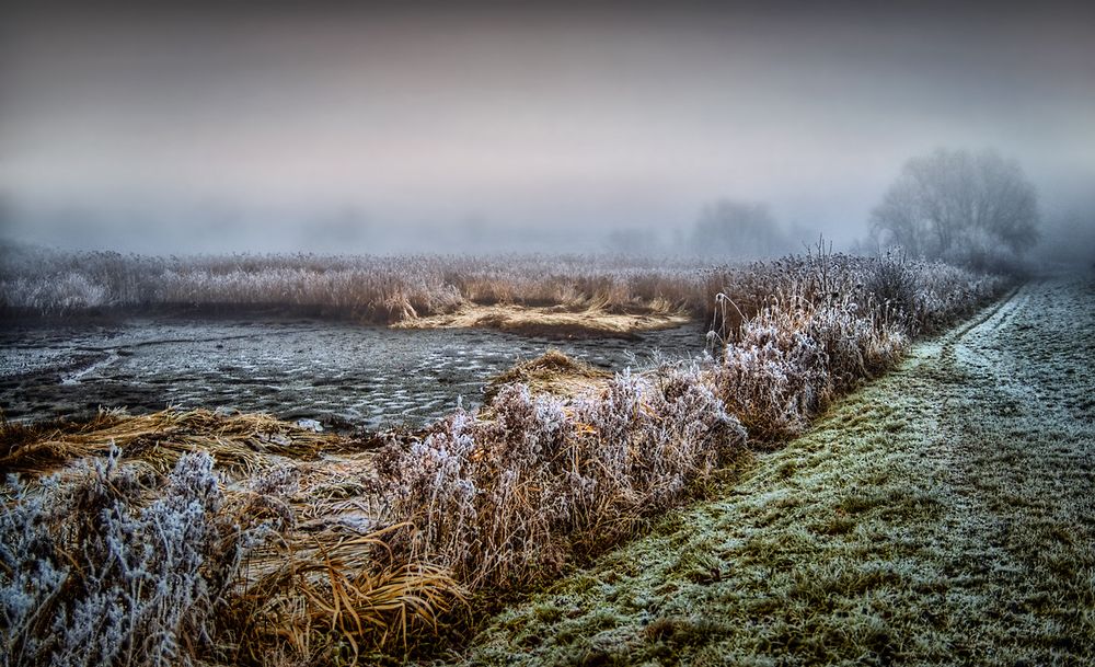 Reet / Schilfrohr bei Nebel am Wümme-Ufer