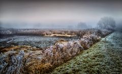 Reet / Schilfrohr bei Nebel am Wümme-Ufer