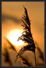 Reetblüten im Gegenlicht