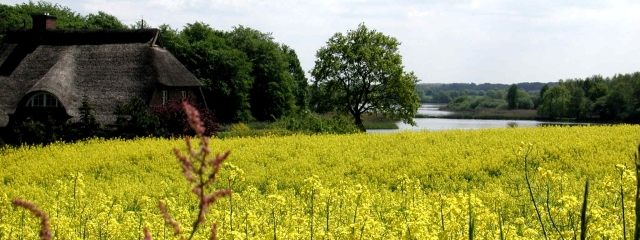 Reetdachhaus am See mit blühendem Rapsfeld