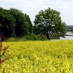 Reetdachhaus am See mit blühendem Rapsfeld