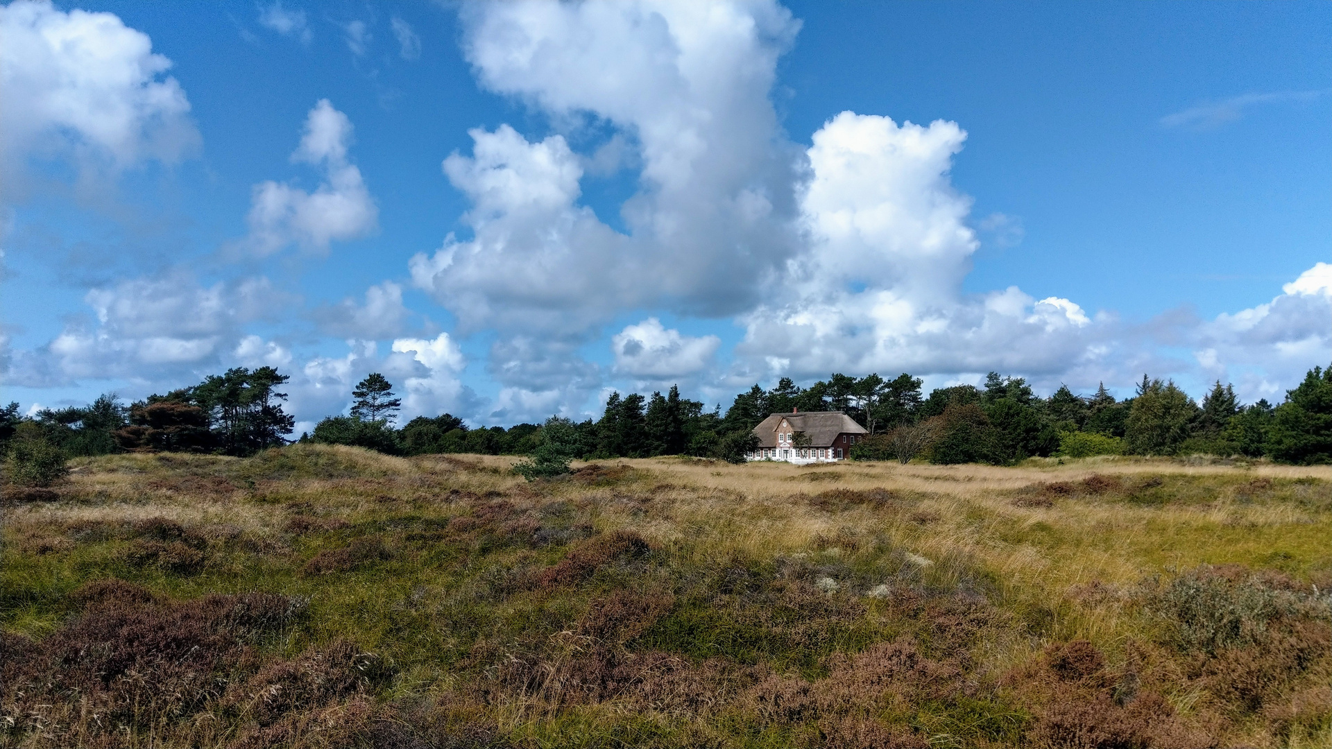 Reetdachhaus in der Heidelandschaft von Rømø