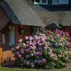 Reetdächer und Gartenkunst in Kampen