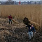 Reeternte an der Weser