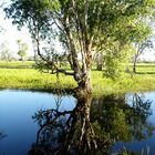 Reflected in Yellow Water