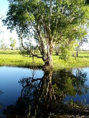 Reflected in Yellow Water