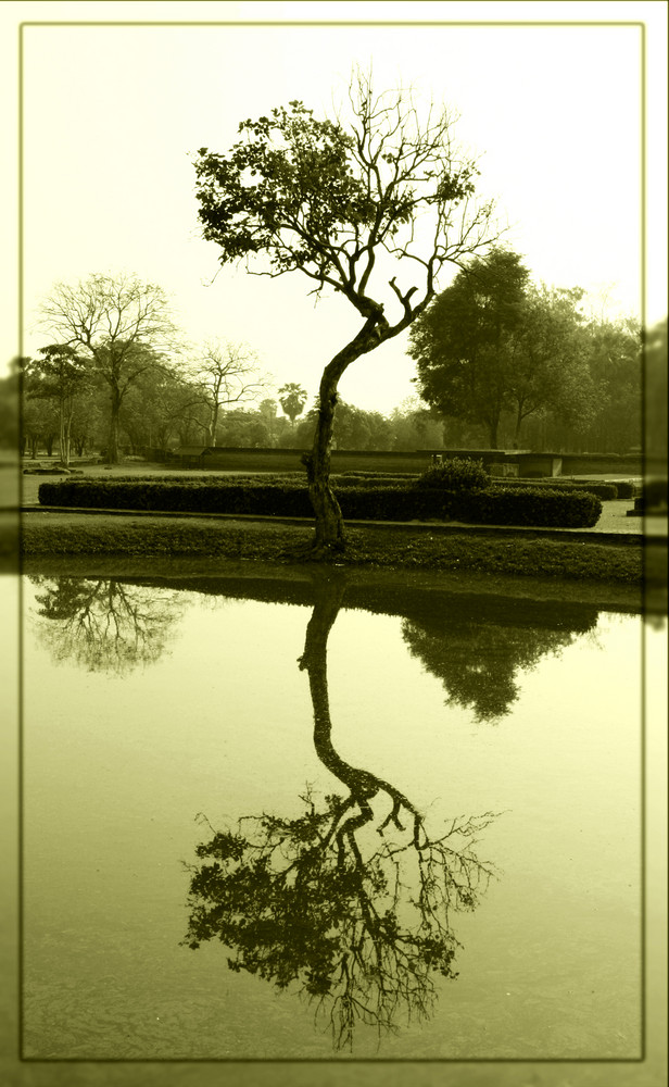 Reflected Tree