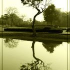 Reflected Tree