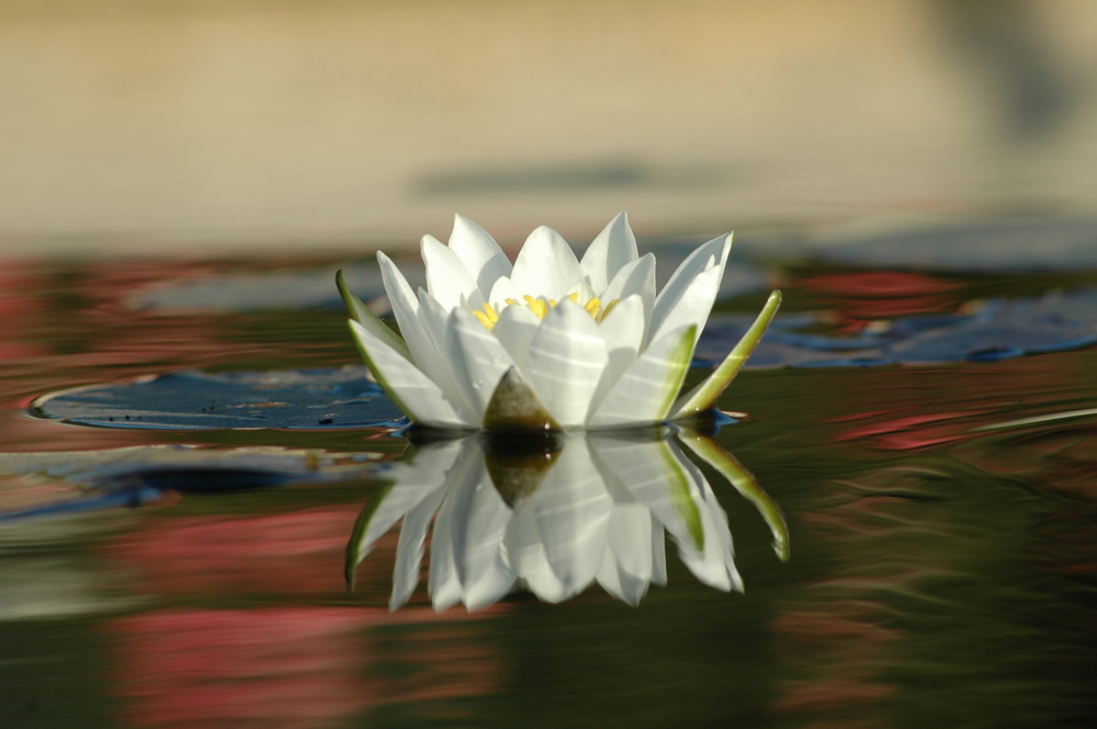 reflecting lotus