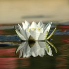 reflecting lotus