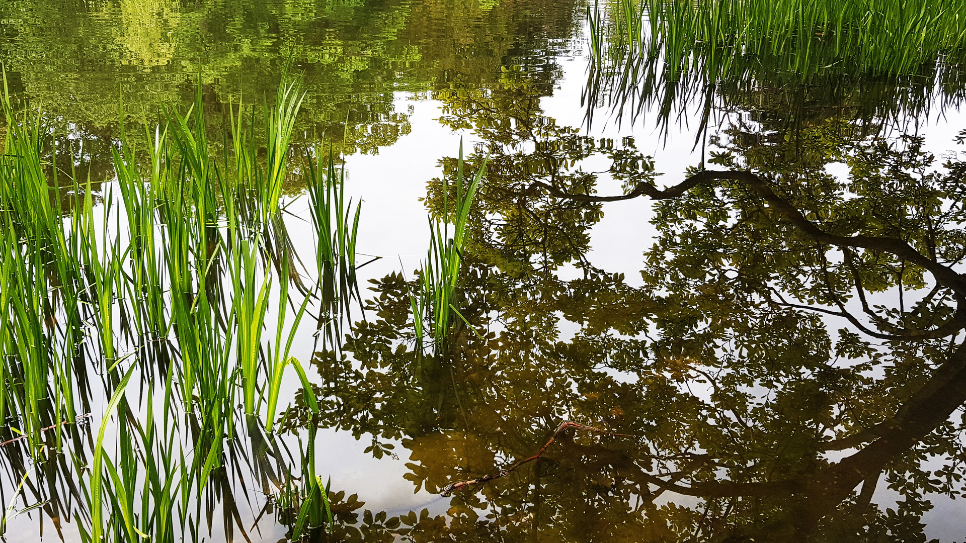 reflecting water