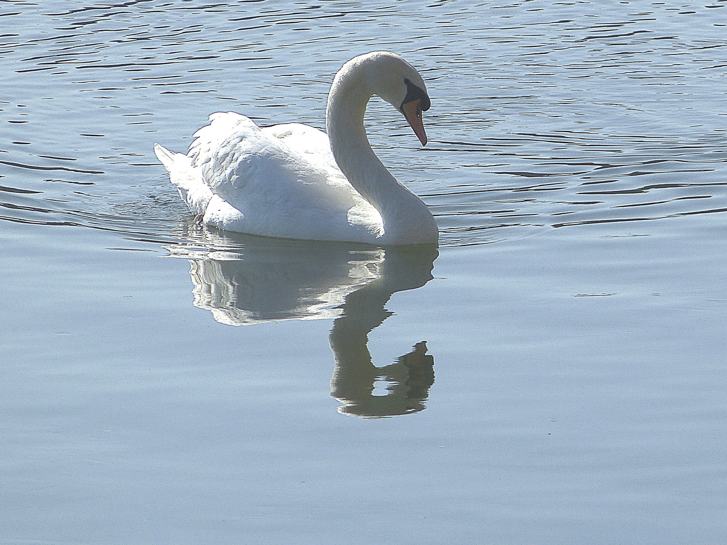 reflection