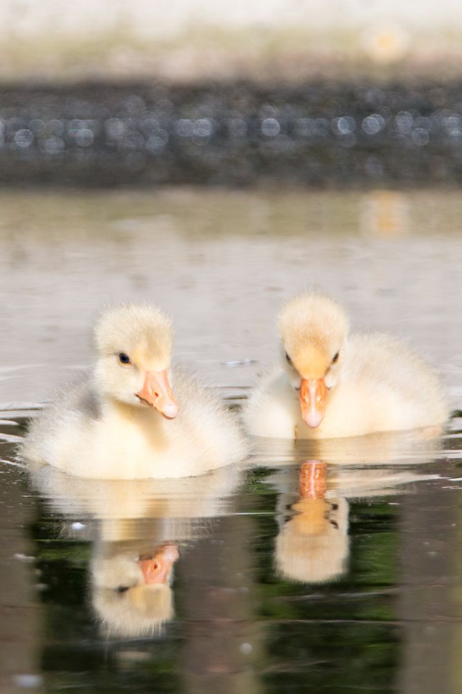 Reflection 2