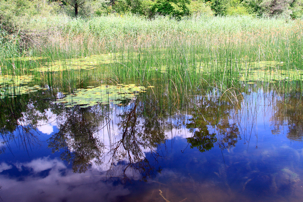 Reflection