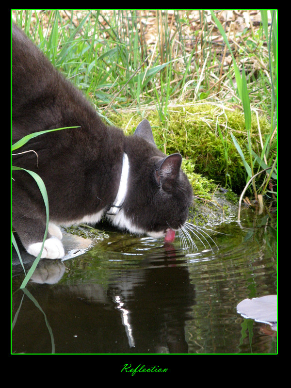 Reflection