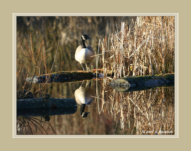 Reflection