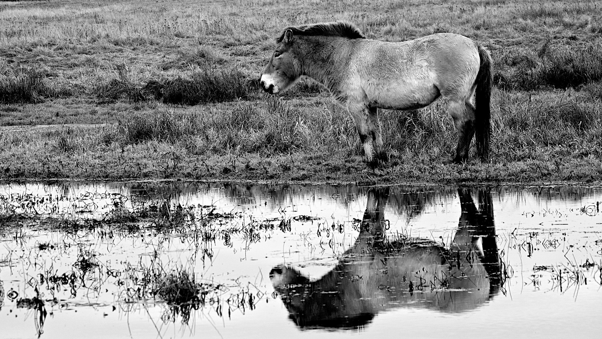 Reflection