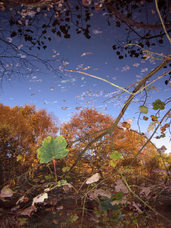 Reflection