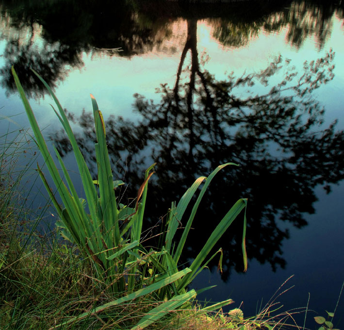 Reflection