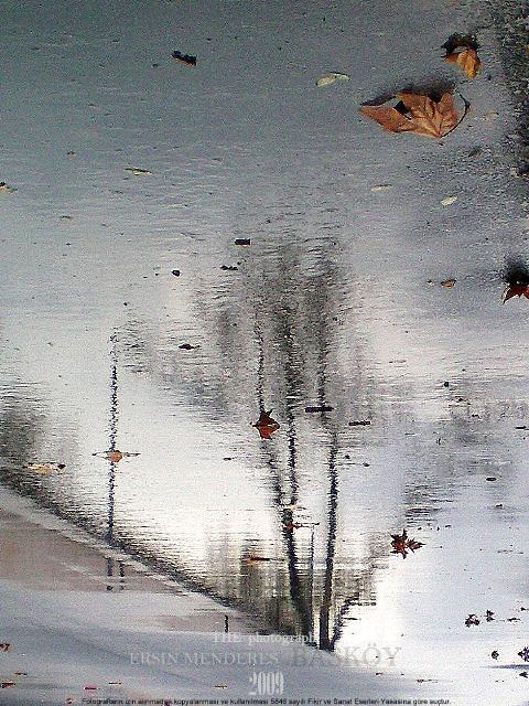 reflection and LEAF