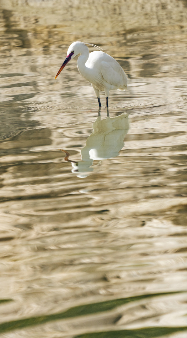 Reflection