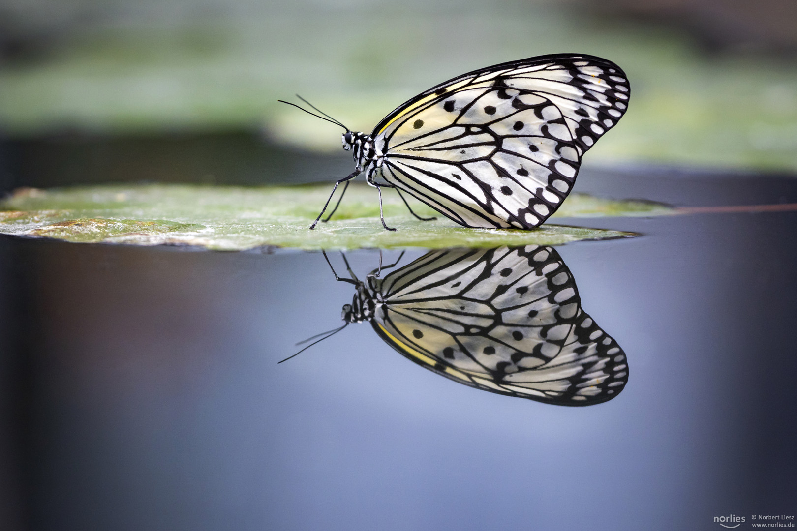 reflection butterfly